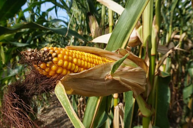corn