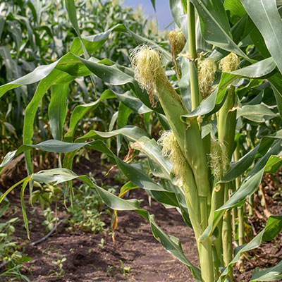 milho espiga graos 29