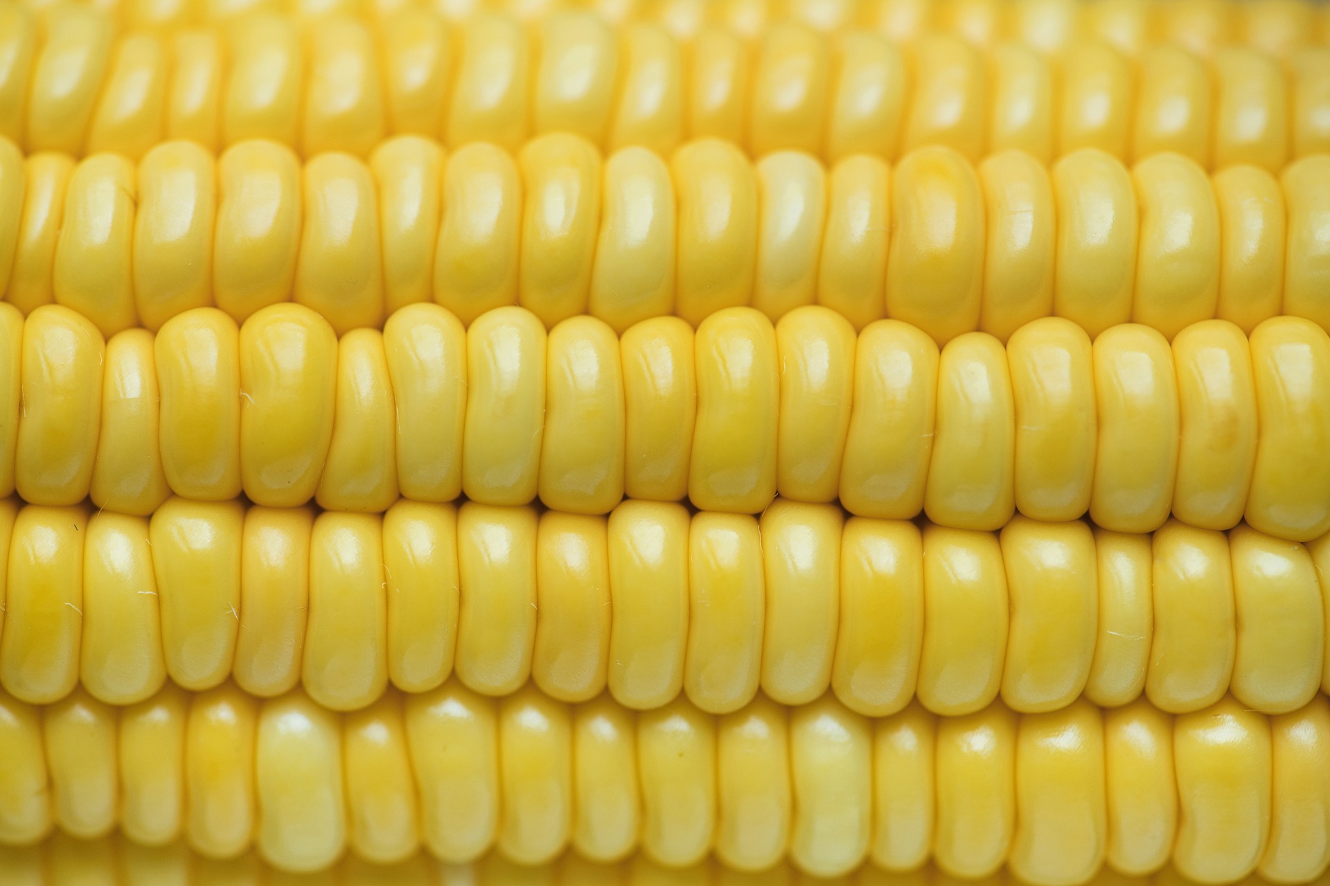 corn 3980611 1920 1