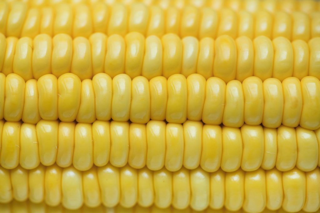 corn 3980611 1920