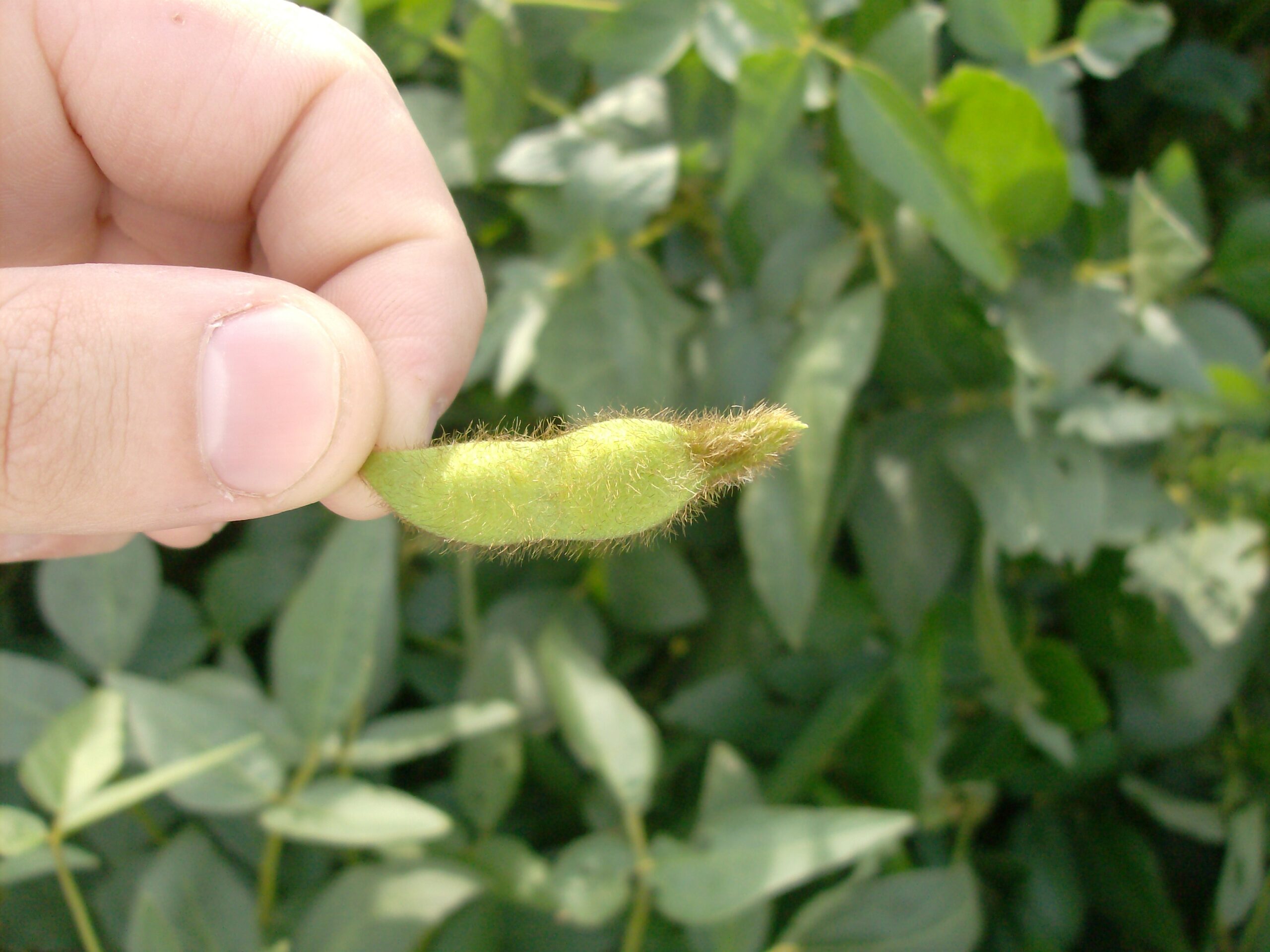 Vaina de soja dañada por Chinches