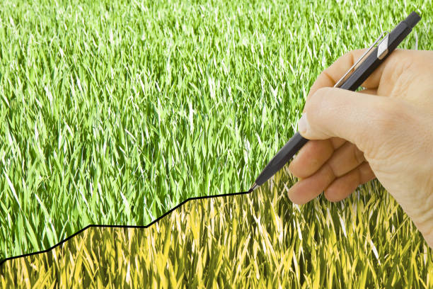 Bolsa de Chicago / Pixabay