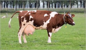 carne vaca leche tambo 1676583059017 1