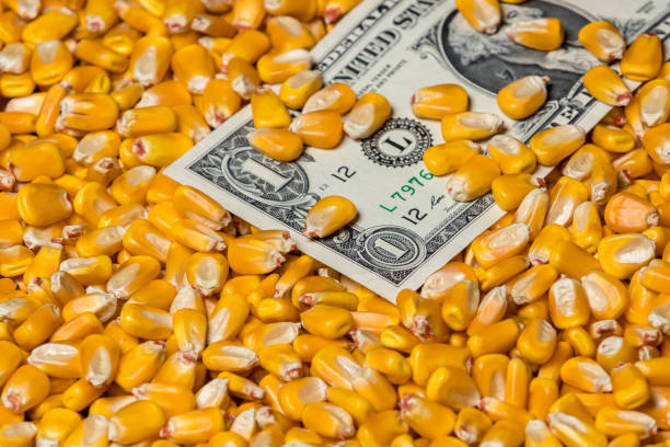 Dólar maíz / Pixabay