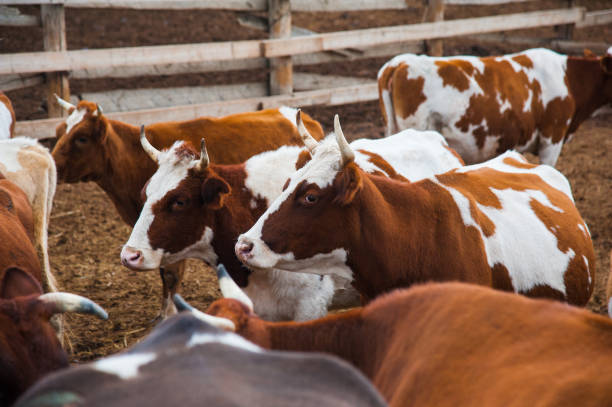 Cows in a farm. Dairy cows. Cowshed