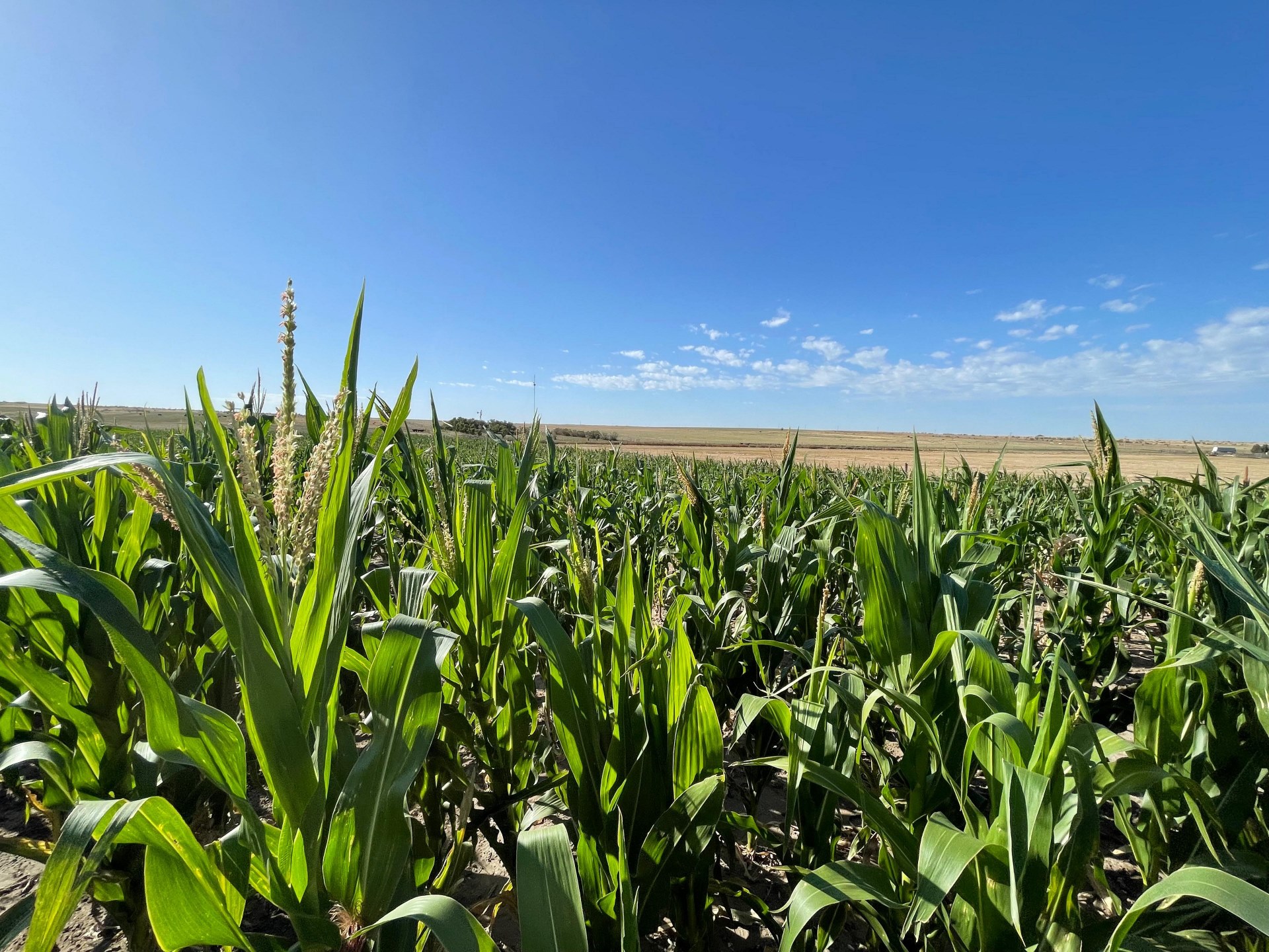 Maiz Bahia Blanca