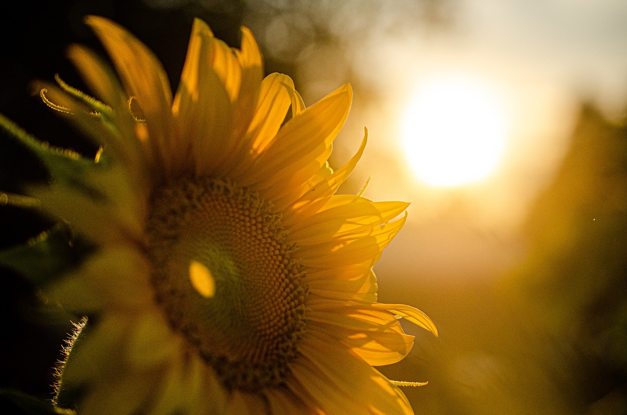Girasol /Pixabay