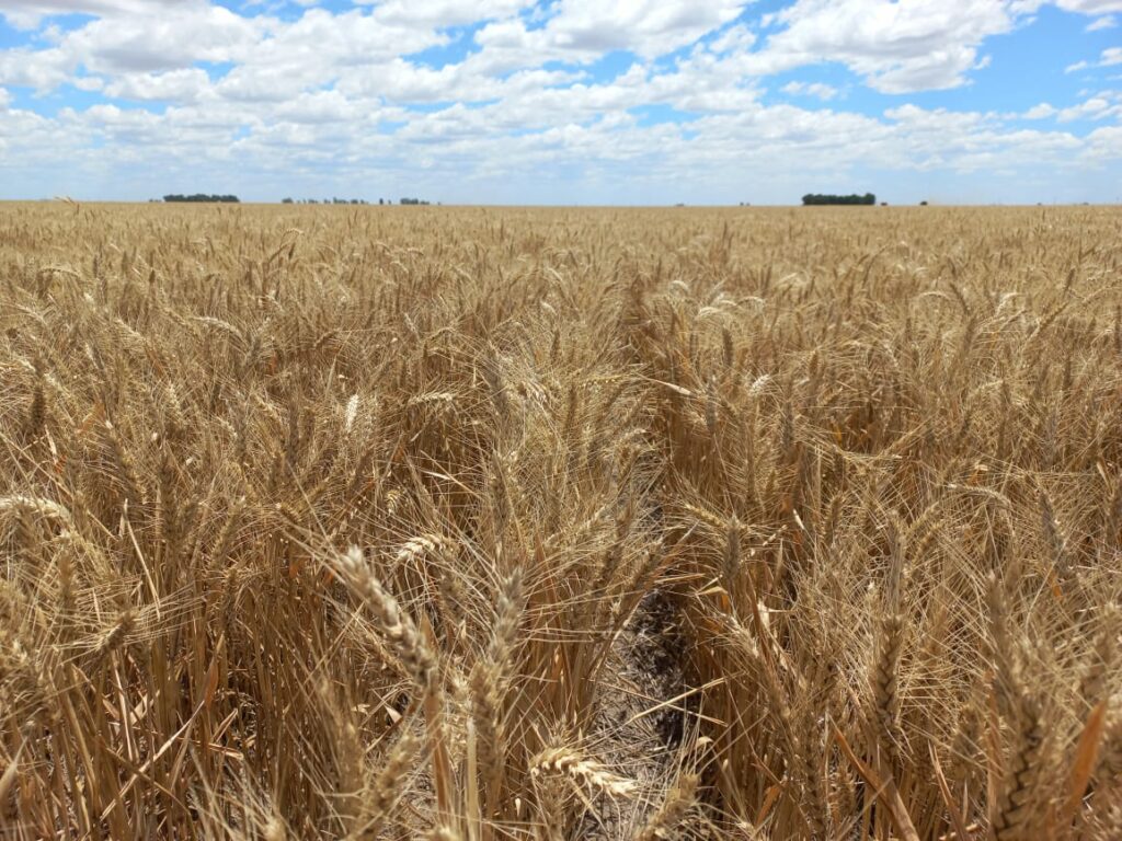 trigo bolsa de cereales bsas2