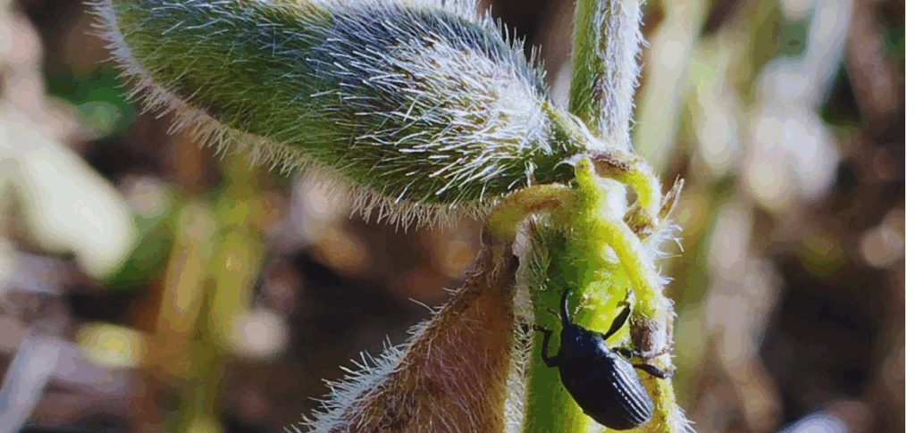 Picudo Negro en Soja / INTA