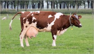 carne vaca leche tambo