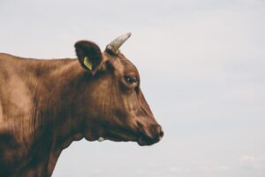 Vaca /Pixabay