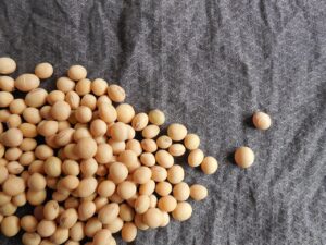 Lote de soja en proceso de siembra en Argentina, según imágenes del Ministerio de Agricultura