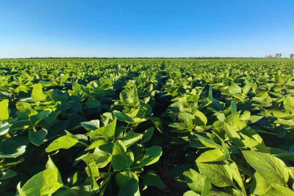 Lote de soja en proceso de siembra en Argentina, según imágenes del Ministerio de Agricultura