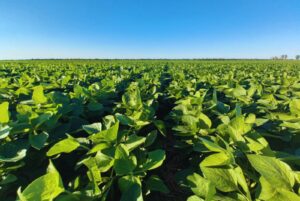 Lote de soja en proceso de siembra en Argentina, según imágenes del Ministerio de Agricultura