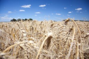 Cosecha de trigo registrada por el Ministerio de Agricultura de Argentina