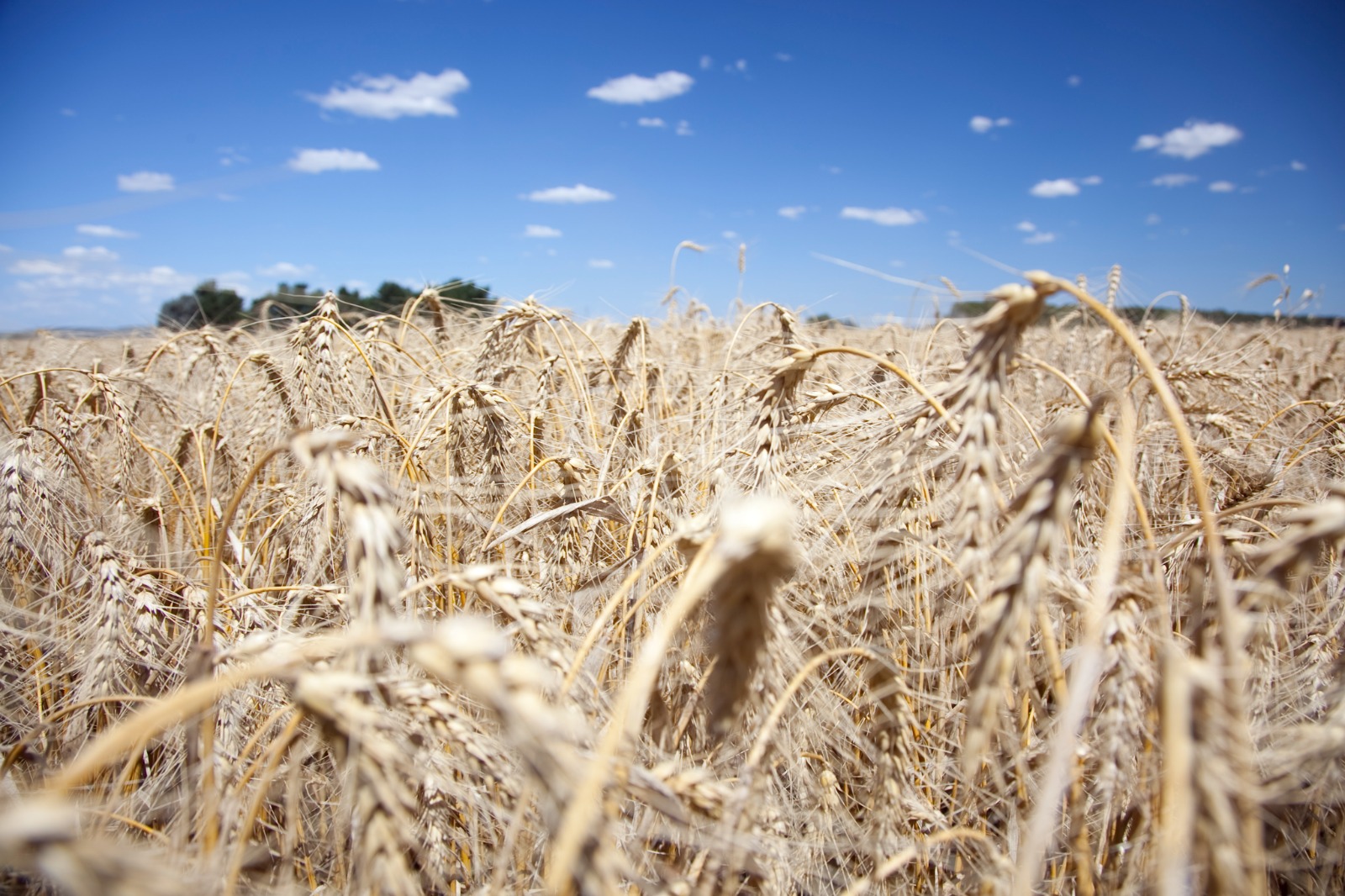 Cosecha de trigo registrada por el Ministerio de Agricultura de Argentina