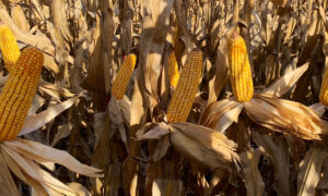 Área sembrada correspondiente a la siembra 2025 26 de maíz en Argentina