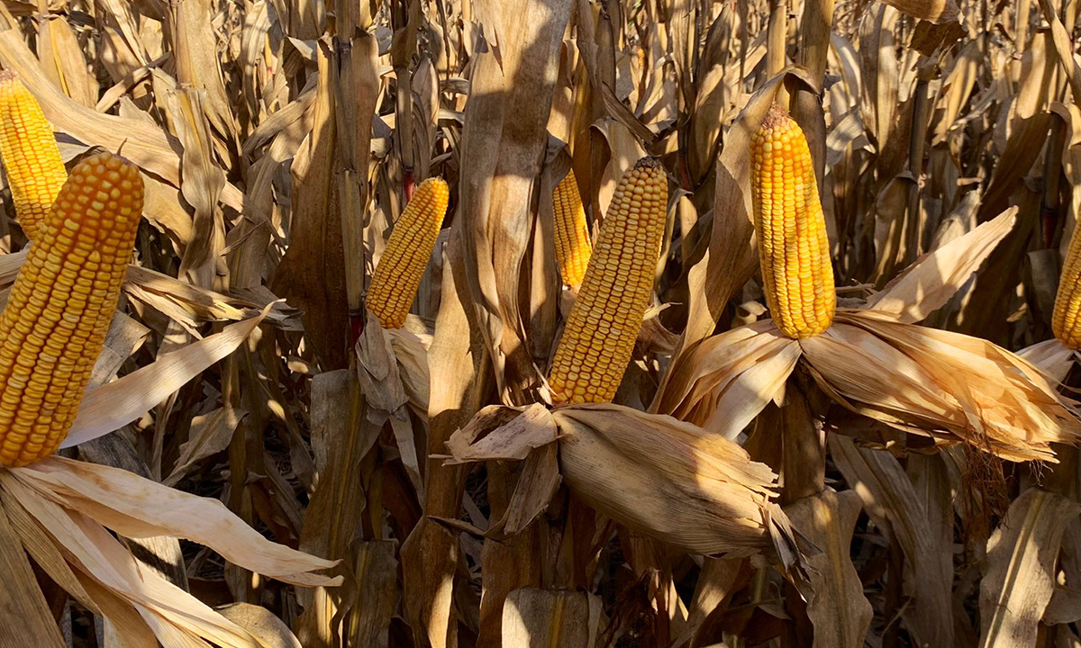 Área sembrada correspondiente a la siembra 2025 26 de maíz en Argentina