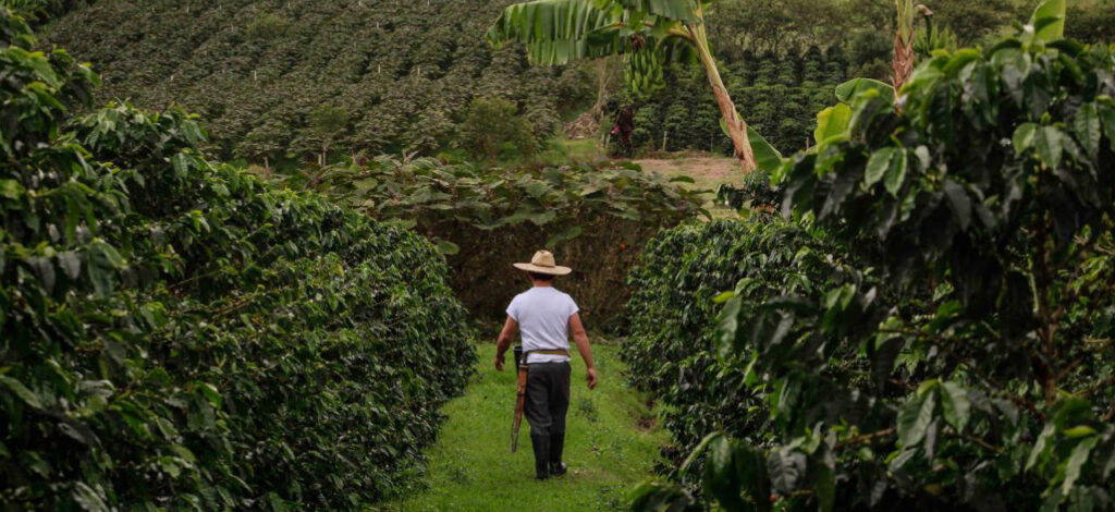 Cosecha de café en Colombia