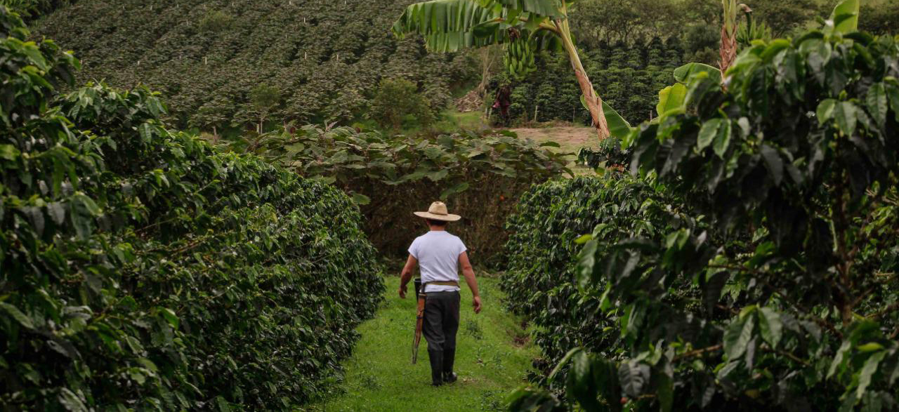 Cosecha de café en Colombia