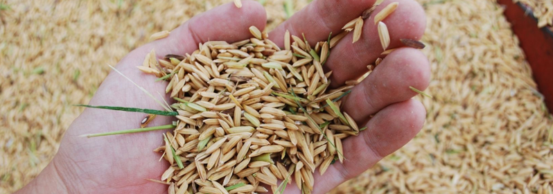 Certificación oficial de semillas en Argentina