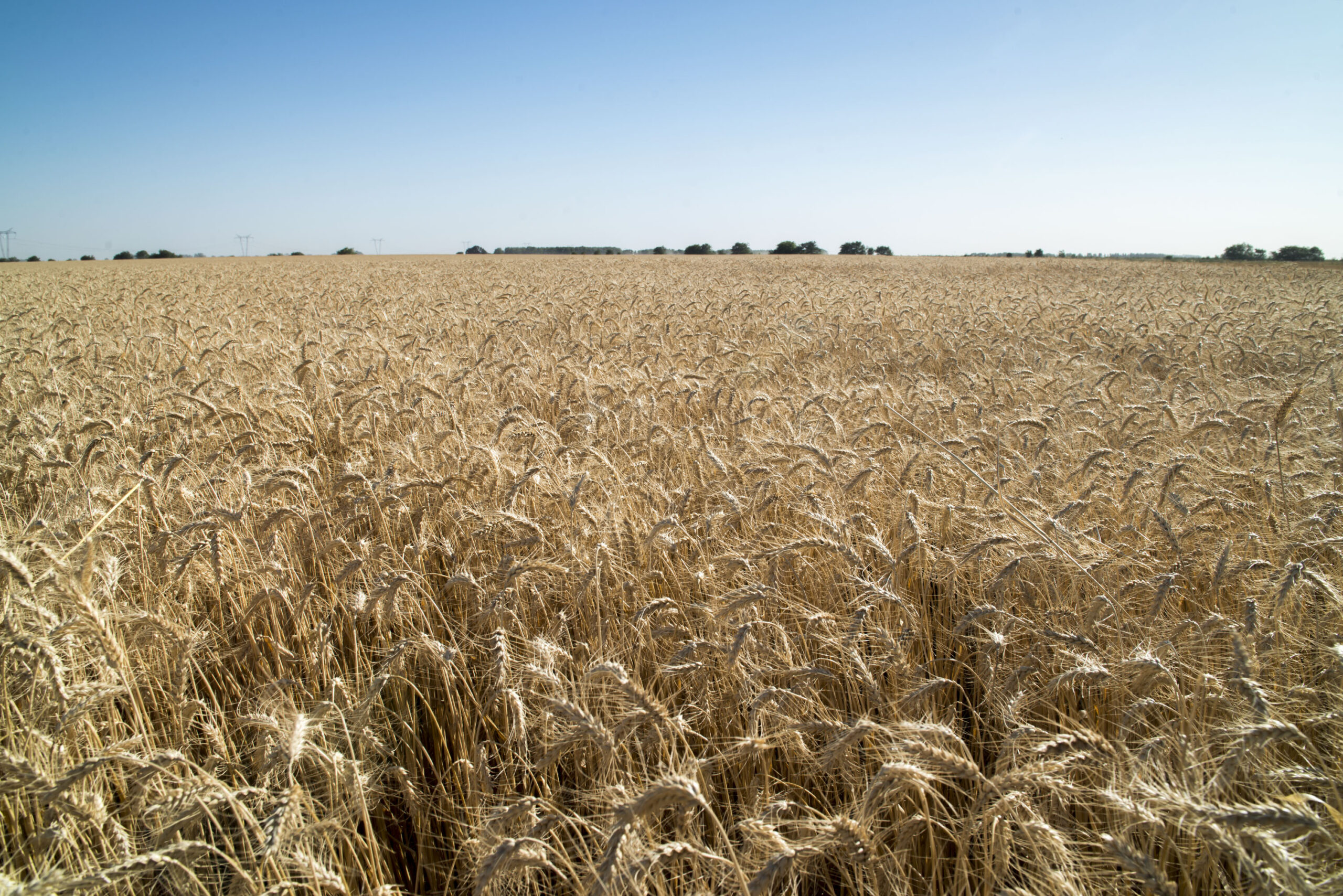 Producción nacional de trigo