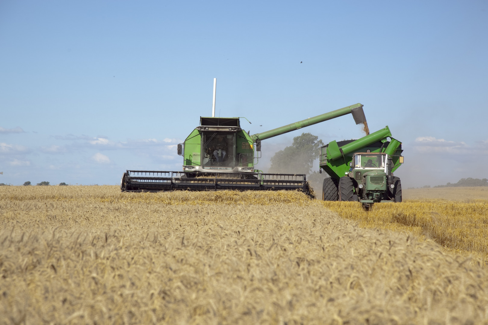 Cosecha argentina de trigo