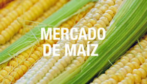 mercado de maíz (1) (1)