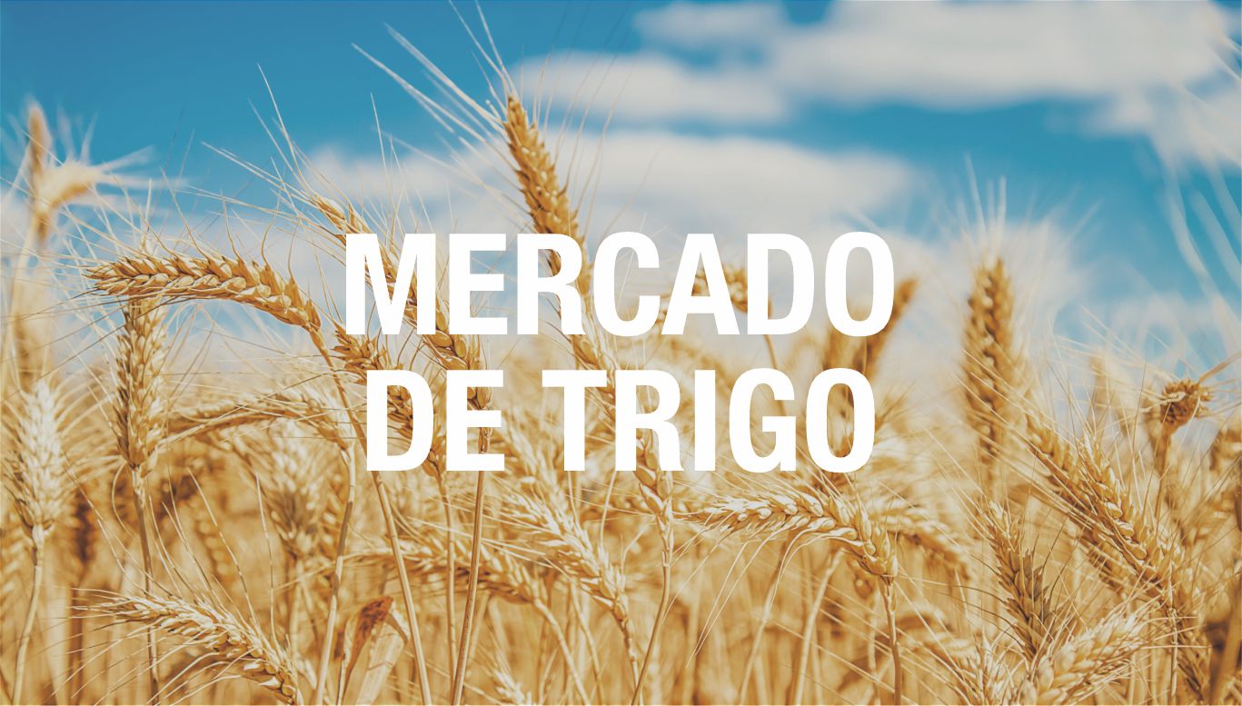 mercado de trigo