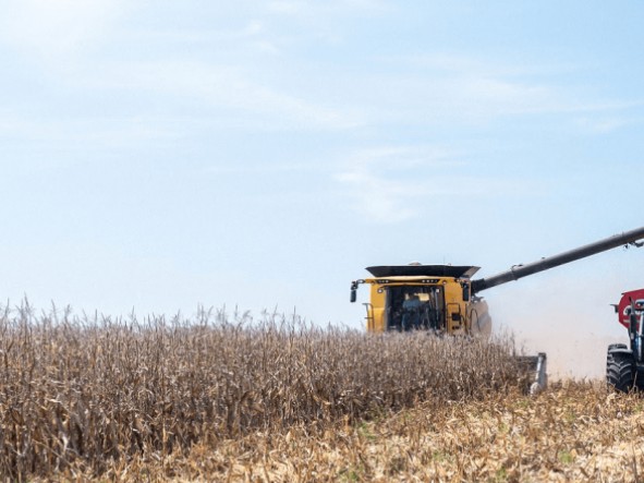 Maíz en Entre Ríos / Bolsacer