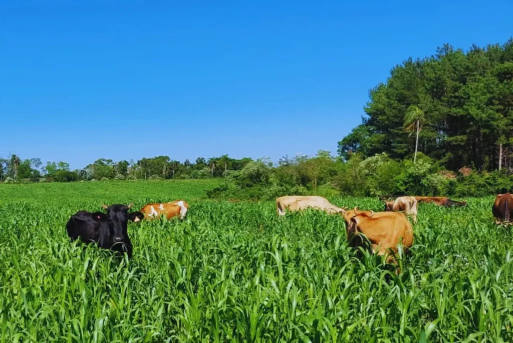 Producción forrajera Expoagro