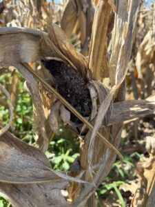 carbón en maíz /Aapresid