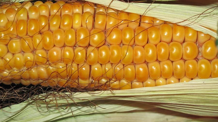 corn