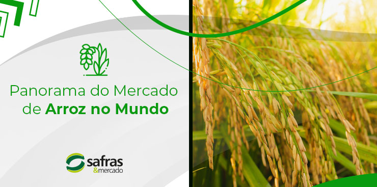 imagem de uma plantação de arroz para ilustrar o mercado de arroz