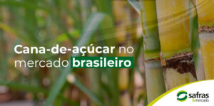 imagem de cana de acucar 300x149