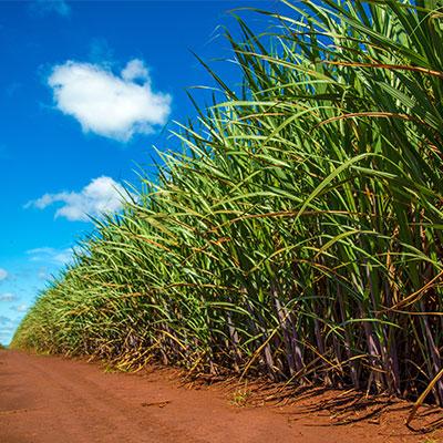 Center-South crushes 5 mln tons of sugarcane in the second half of March