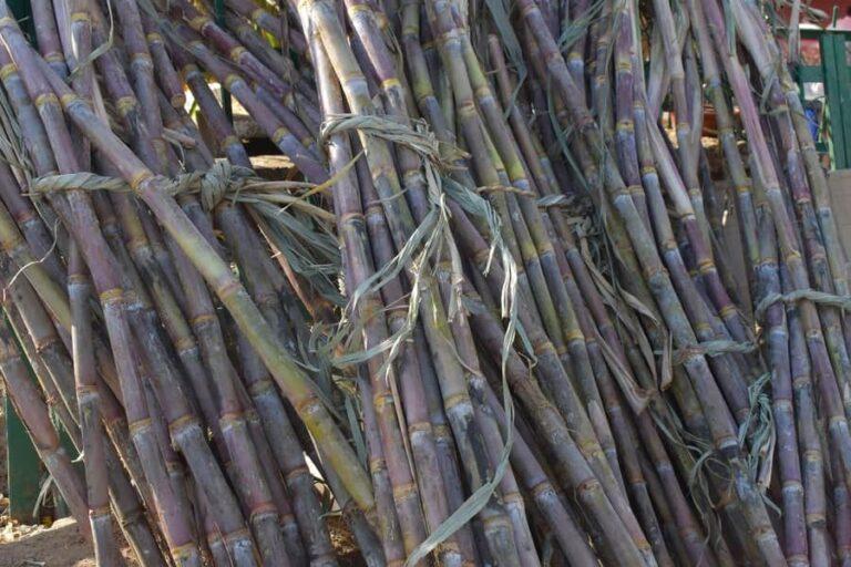 Cane crush in Center-South hits 560 mln tons