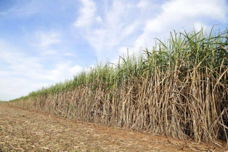 Brazilian cane sugar crush slows down in September