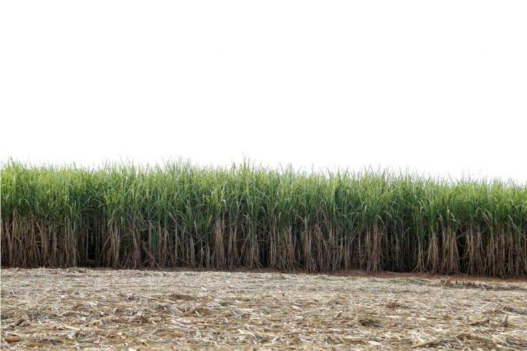 Harvest of sugarcane crop nears the end in Brazil’s Center-South