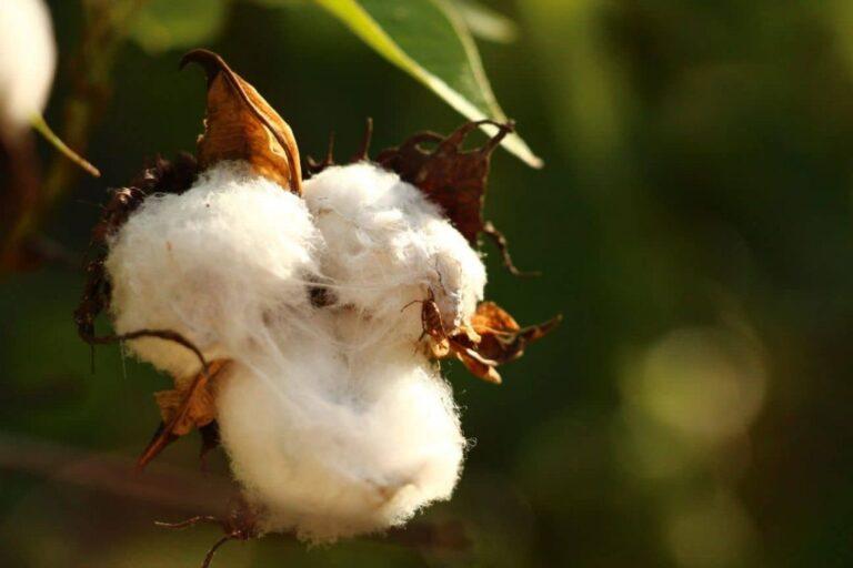 Cotações do algodão atingem novo recorde e fecham agosto com alta de 8,7%