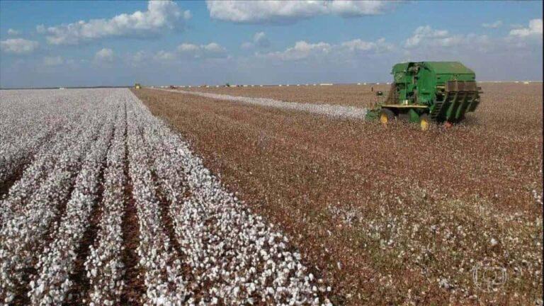 Colheita de algodão no Brasil atinge 5,5% da área, estima Abrapa