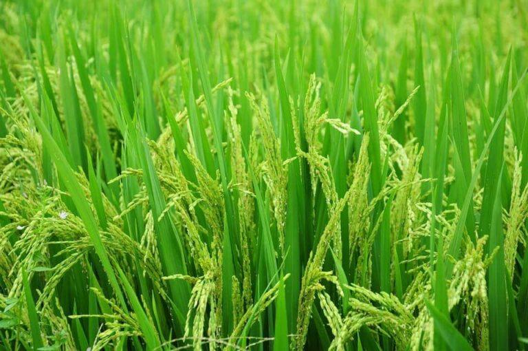 Conab indica plantio de arroz em 81,8% nos principais produtores do país