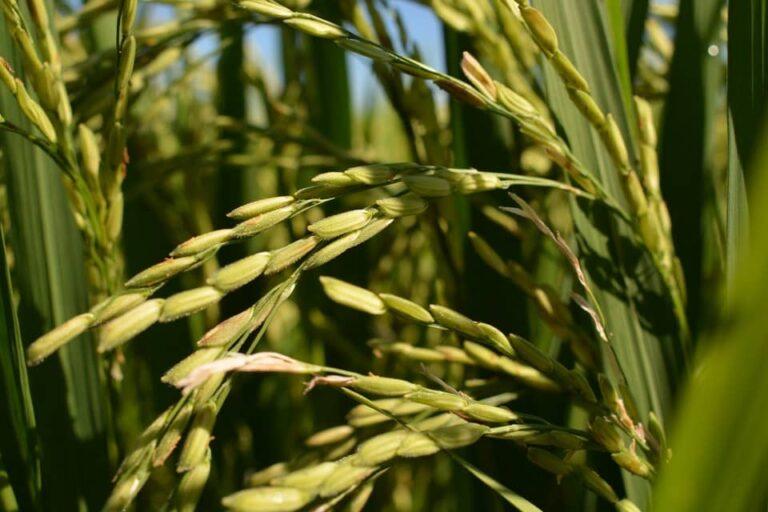 Área plantada com arroz em 2023/24 deve crescer 7,5% no Rio Grande do Sul