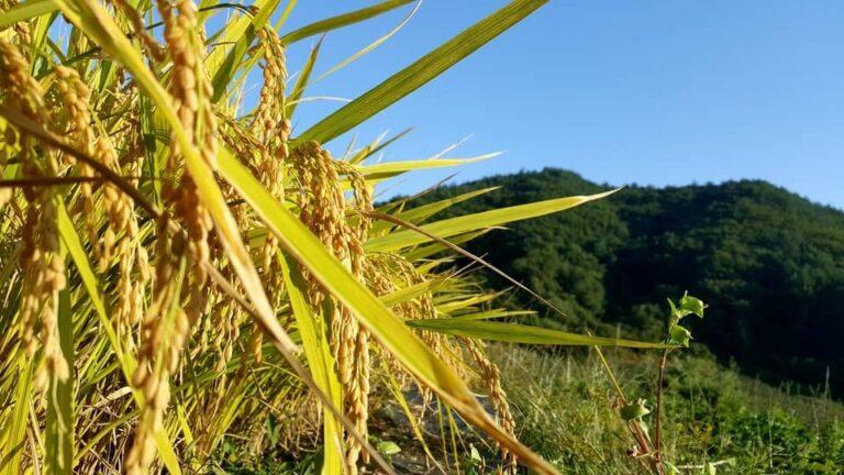 Irga aponta colheita gaúcha de arroz em 33,59%