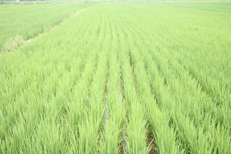 Área de arroz na Argentina é apontada em 200 mil ha para 21/22 – Ministério