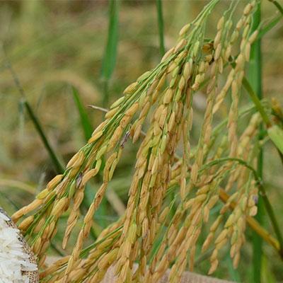Senior Sistemas e Selgron se unem para classificar arroz