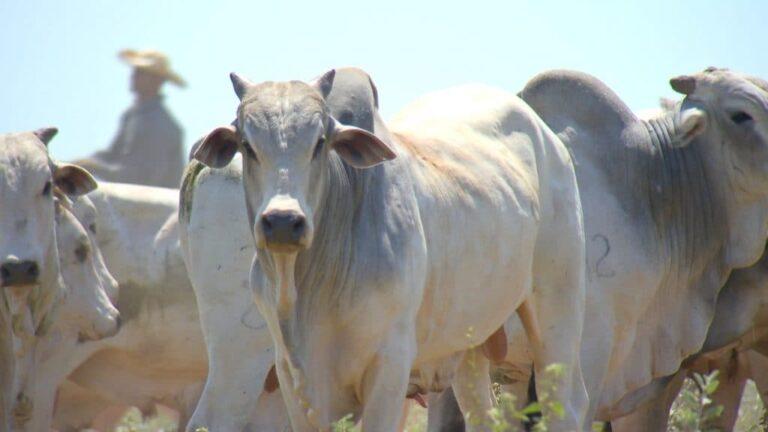 Brazilian cattle herd shows considerable advance in 2021