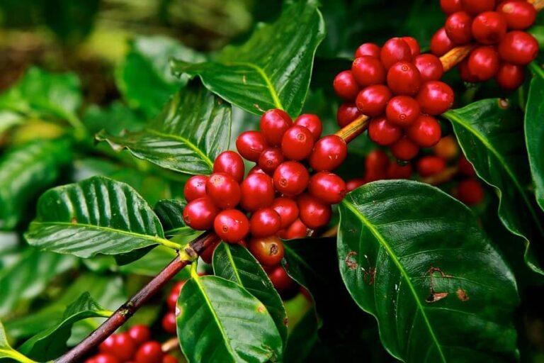 Coffee growers have already reaped 20% of Brazil’s 2021 crop
