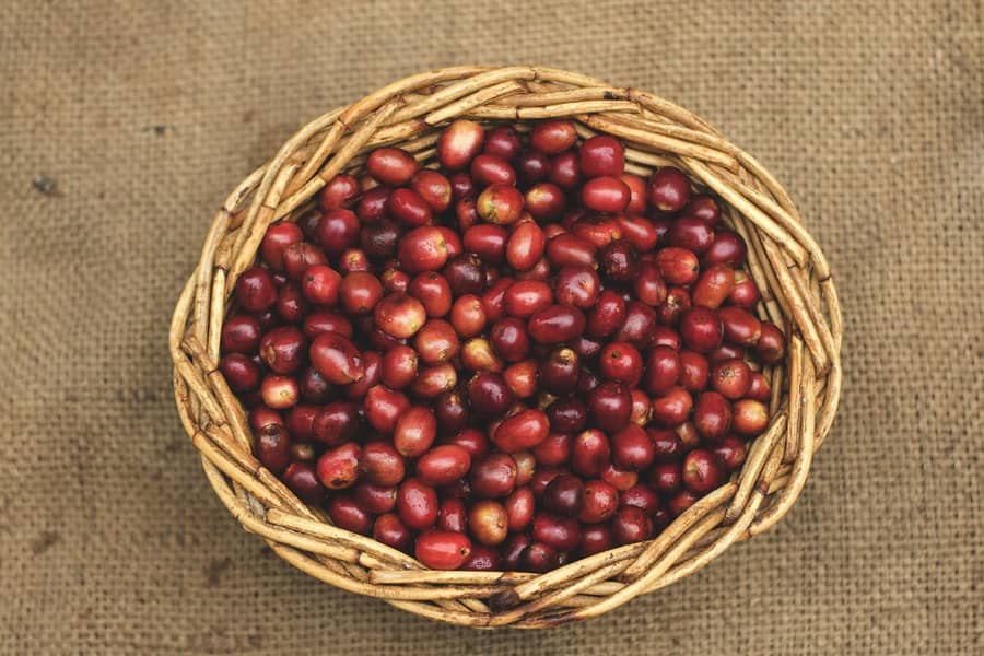 Coffee arabica loses value compared to conillon - SAFRAS & Mercado