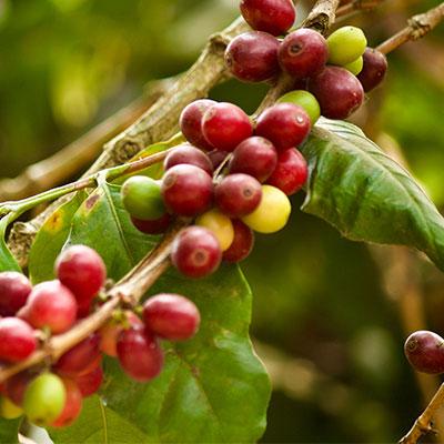February with above-average rainfall in coffee areas of Brazil